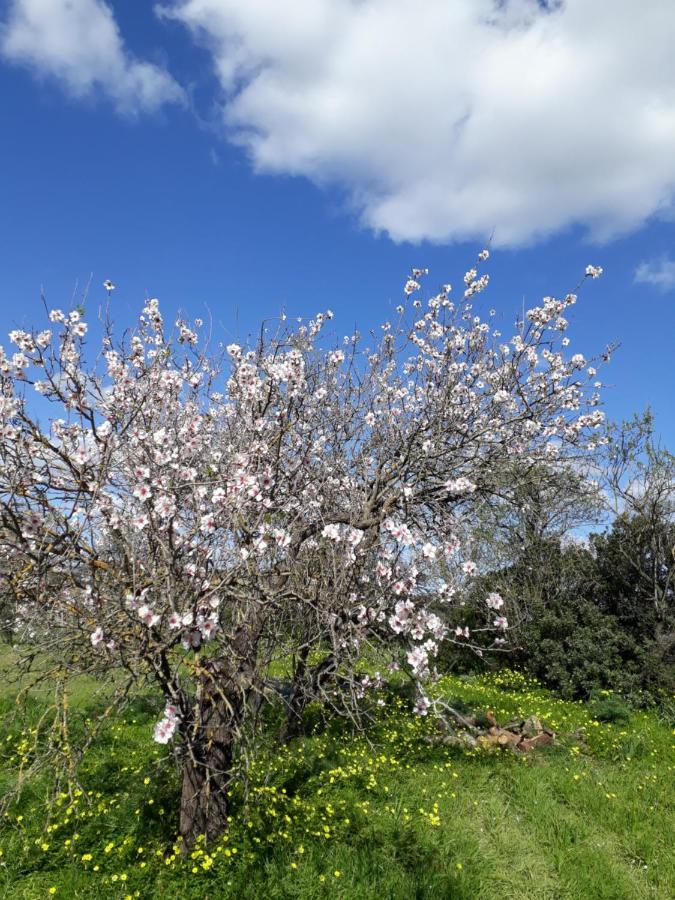 B&B S'Arrosa Antiga Santadi Dış mekan fotoğraf